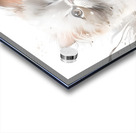 Seal Point Persian Kitten Acrylic print