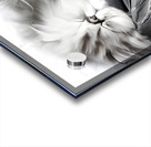 Sweet Dreams Kittens Impression Acrylique