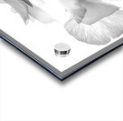 Spring Pansies in Black and White Impression Acrylique