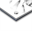 Shamrock Plant Blooms Acrylic print