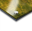 Palm Burst Rays II Acrylic print