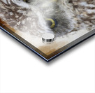 Burrowing Owl Portrait Acrylic print