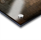 Siberian Tiger Portrait Acrylic print