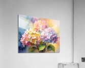 Hydrangea Blooms Acrylic Print
