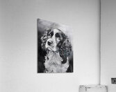 Springer Spaniel Puppy Acrylic Print