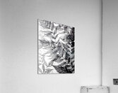 Tropical Tranparencies IV Impression acrylique