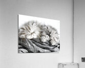 Sweet Dreams Kittens Impression acrylique