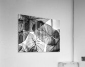 Caladium Leaves in Black and White Acrylic Print