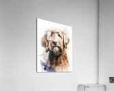 Oscar Boy II Impression acrylique