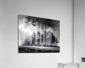 The Stormy Woods Acrylic Print