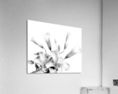 Shamrock Plant Blooms Acrylic Print