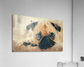 Pug Puppy Portrait Impression acrylique