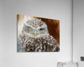 Burrowing Owl Portrait Acrylic Print
