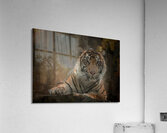 Siberian Tiger Portrait Acrylic Print