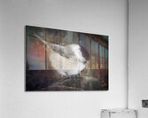 Willow Tit Bird Acrylic Print