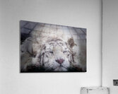 Sleepy White Tiger Acrylic Print