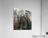 Finding Winter Colors Acrylic Print