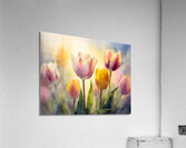 Luminous Tulips Acrylic Print