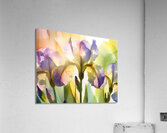 The Beautiful Iris Acrylic Print