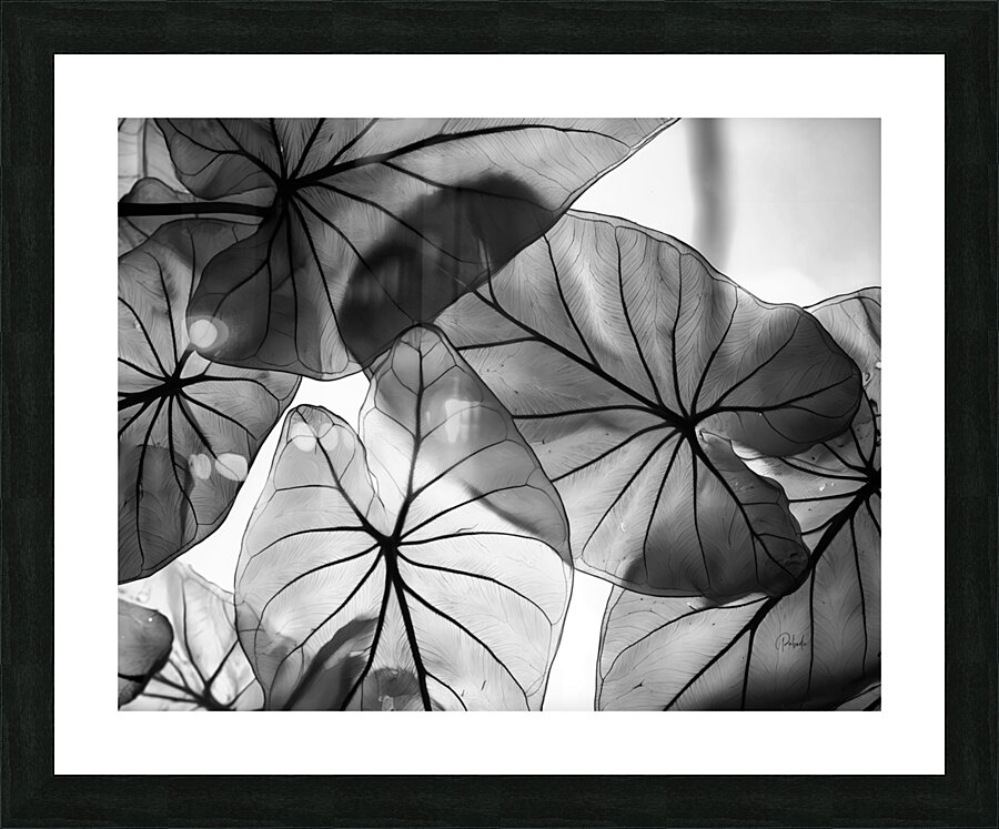 Caladium Leaves in Black and White Picture Frame print