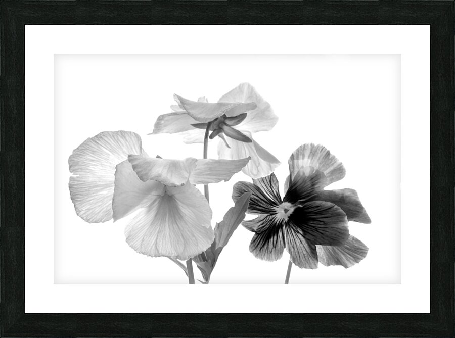 Spring Pansies in Black and White Impression et Cadre photo