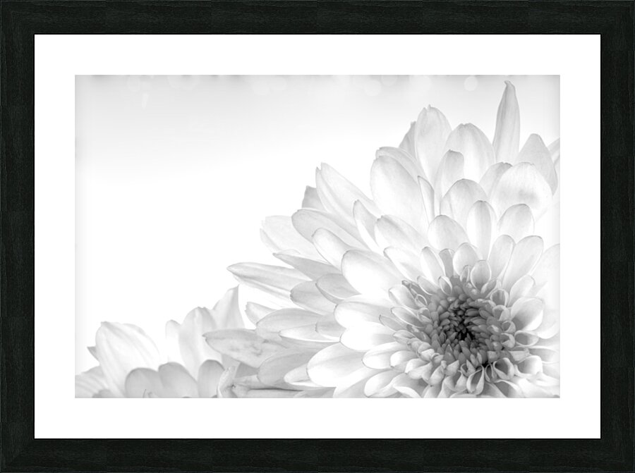 Chrysanthemum in Black & White Picture Frame print