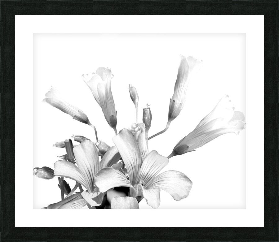 Shamrock Plant Blooms Picture Frame print