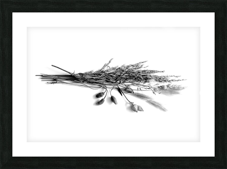 Dried Grasses and Flower Pods Impression et Cadre photo
