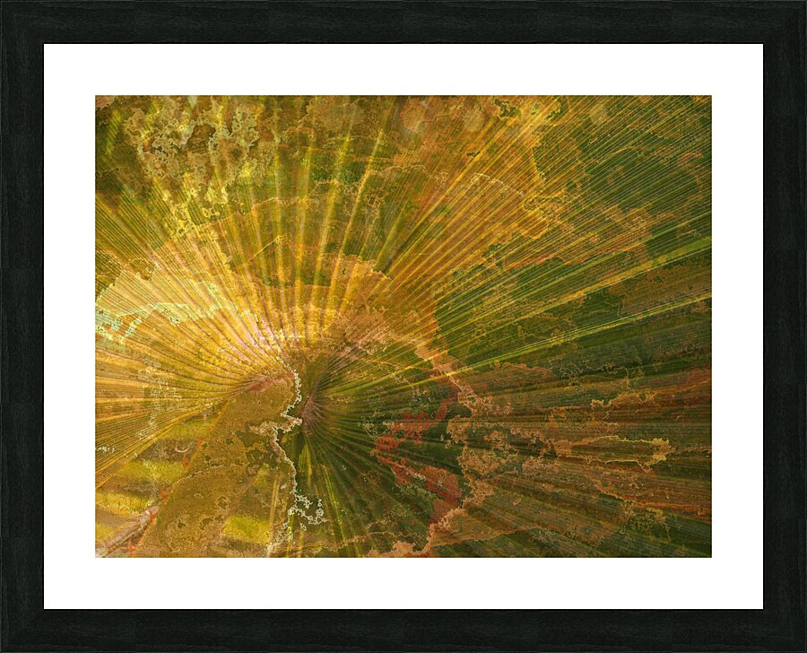Palm Burst Rays Picture Frame print