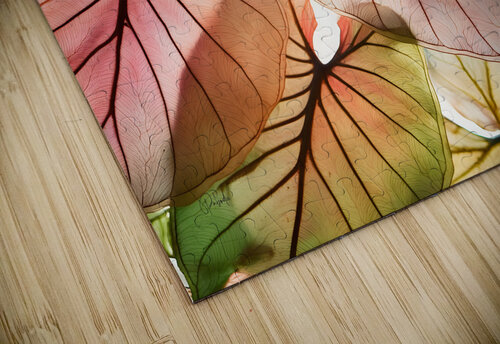 Caladium Colors I Pabodie Art puzzle