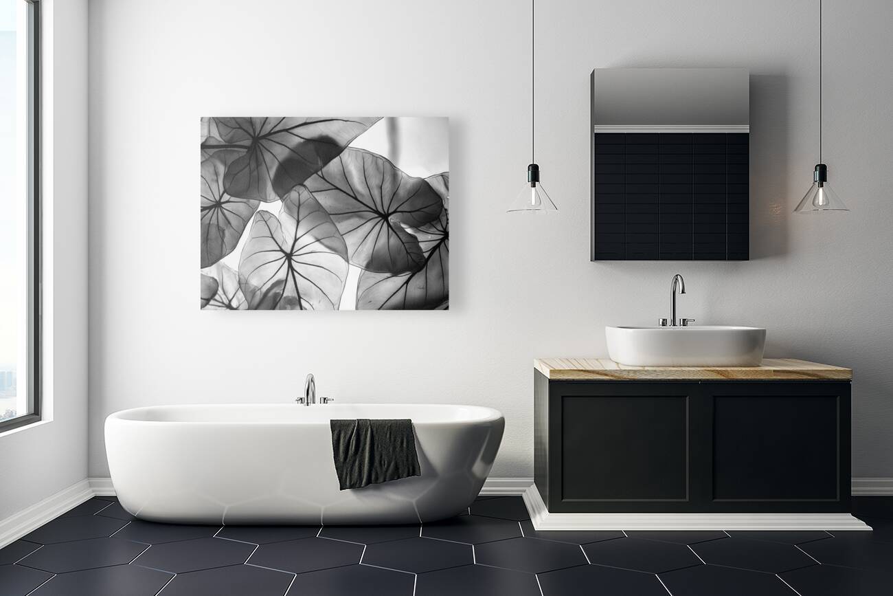 Caladium Leaves in Black and White Reproduction