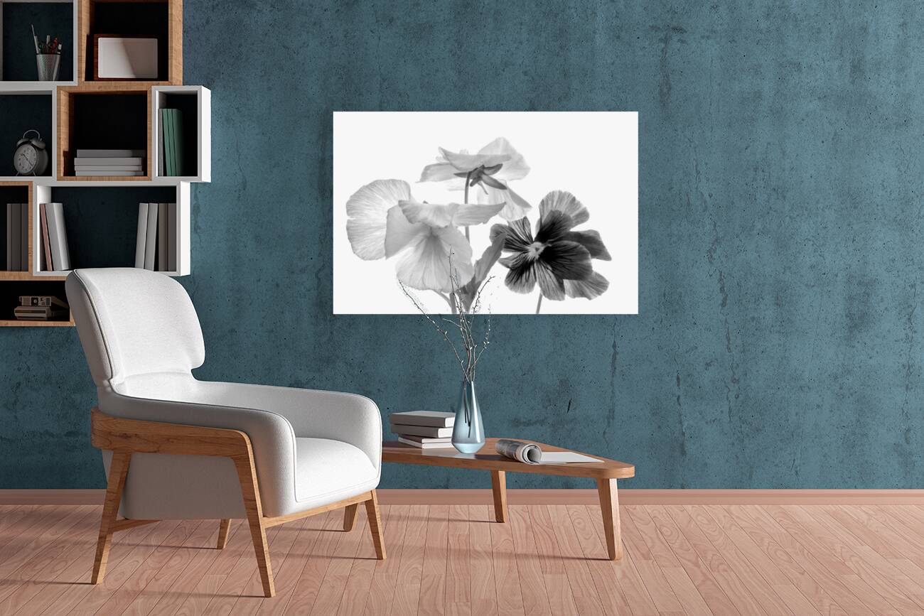 Spring Pansies in Black and White Reproduction