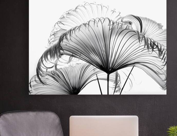 Ribbon Fan Palm Leaves by Pabodie Art