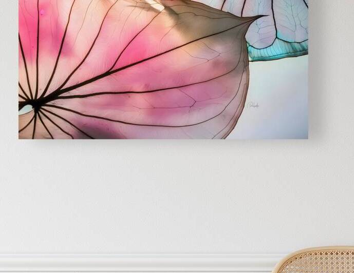 Caladium Colors III by Pabodie Art