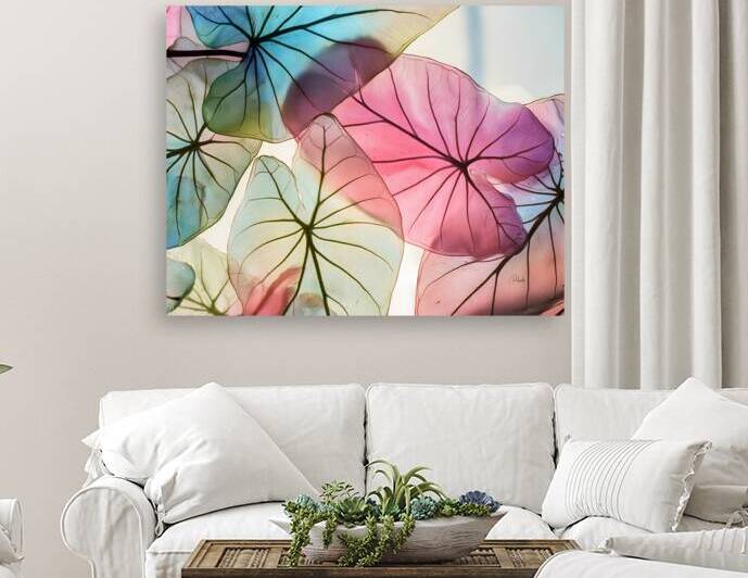 Caladium Colors II by Pabodie Art