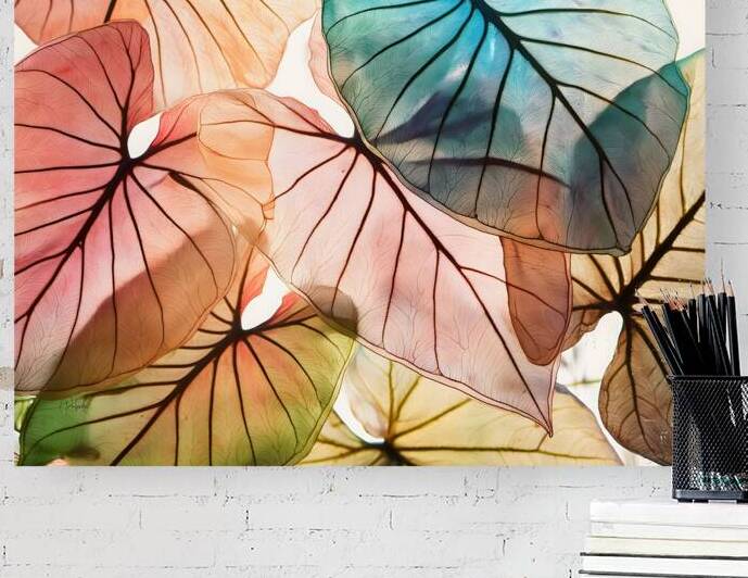 Caladium Colors I by Pabodie Art