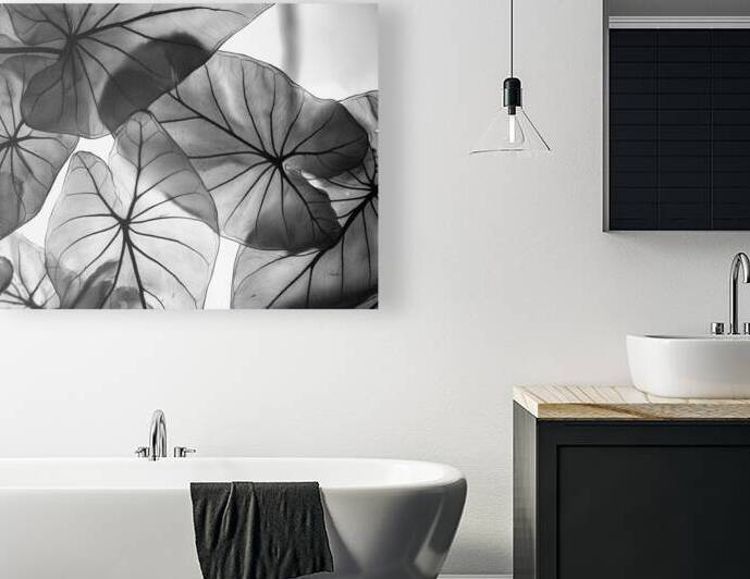 Caladium Leaves in Black and White by Pabodie Art