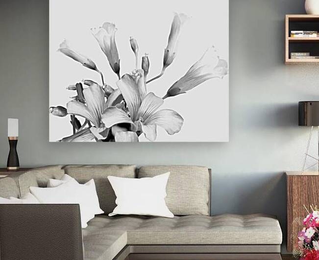 Shamrock Plant Blooms by Pabodie Art