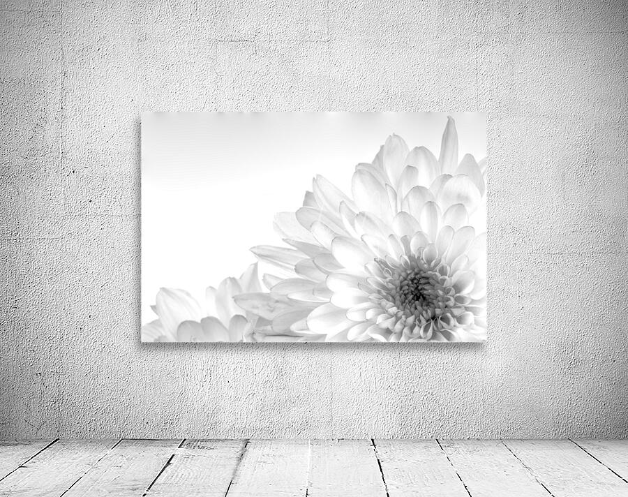 Chrysanthemum in Black & White Wall Preview
