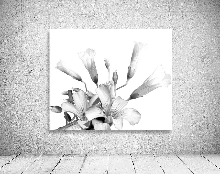 Shamrock Plant Blooms Wall Preview