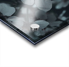 Sakura 1 Acrylic print