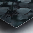 Sakura 1 Metal print