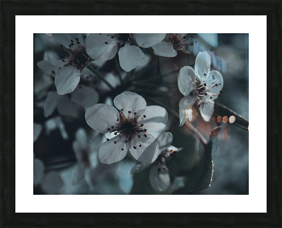 Sakura 1 Picture Frame print