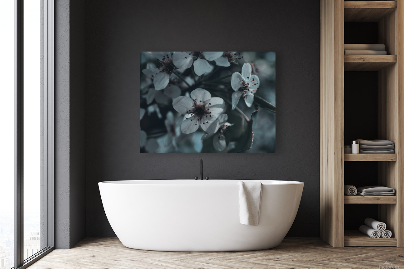 Sakura 1 Reproduction