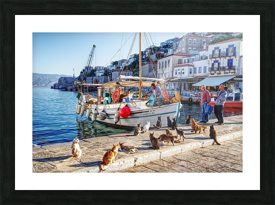 Cats smelling fish Picture Frame print