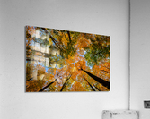 Automne sous les arbres 2 Acrylic Print