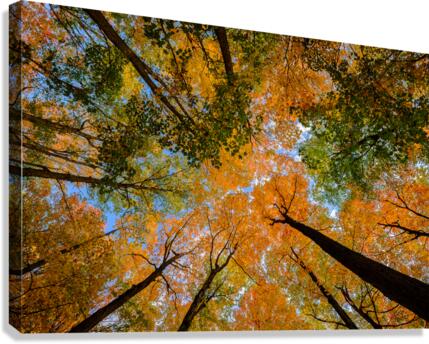 Automne sous les arbres 2 Canvas Print