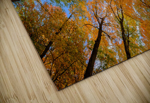 Automne sous les arbres 2 DAGHER puzzle