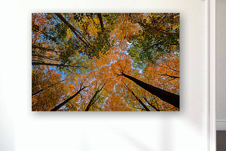 Automne sous les arbres 2 by DAGHER
