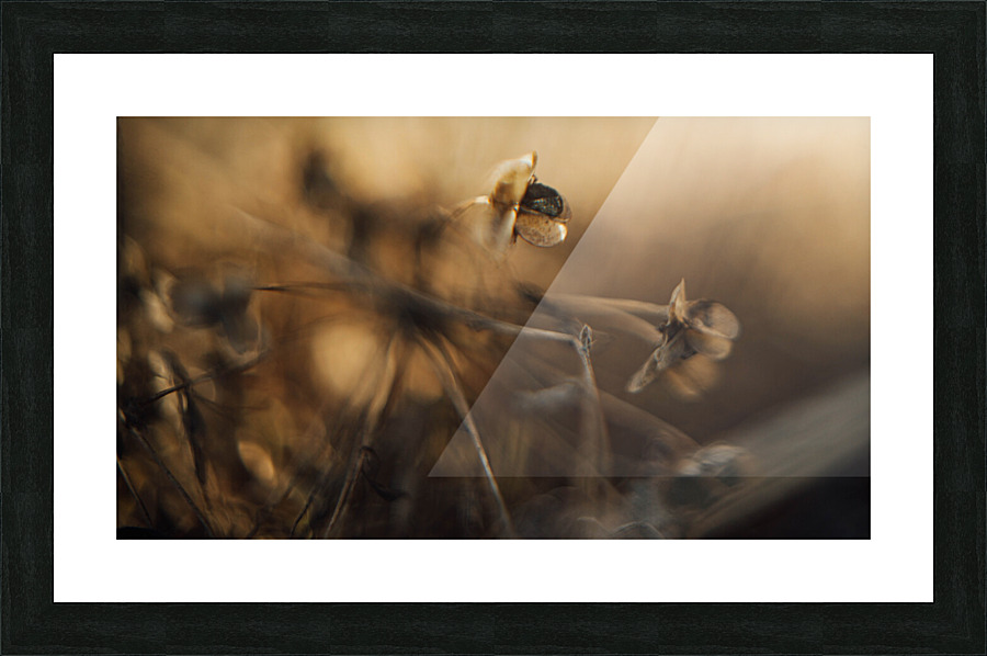 Spring is coming  Picture Frame print